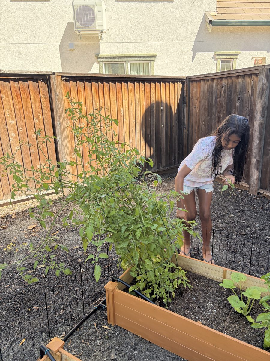 A teen picking dead leaves off tomato and basil plants in a neighbor's raised garden bed.